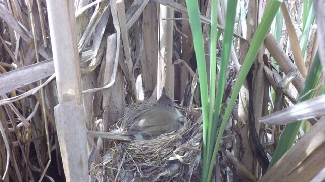 Камышовка индийская 170626 1 сидит на яйцах 3июля продолжение 8 смотреть онлайн