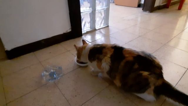 Кошка Маруся в гостях у Ренуара и Ларисы. Принюхивается и притерается. Гиват аМоре, Афула, Израиль. смотреть онлайн