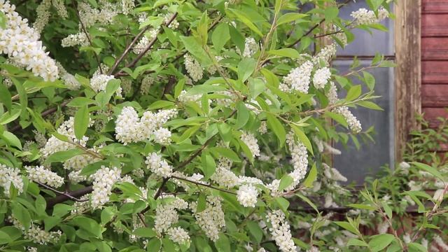 Красота цветущей черемухи воспета в стихотворениях, песнях и прозе смотреть онлайн