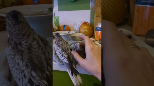 Выкормыши безщекой кореллы смотреть онлайн