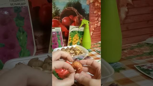 Готовим гладиолусы к посадке!!!!!! Секрет хранения!!! смотреть онлайн