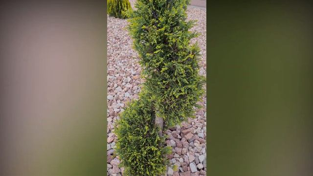 EVERGREENS in our Garden | Cypress, Thuja , Palm Plants | GARDENING | Winterhart #garten #garden смотреть онлайн