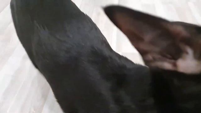 Кошка - собака. Приносит игрушки. Ориентальная душа. часть 1. смотреть онлайн