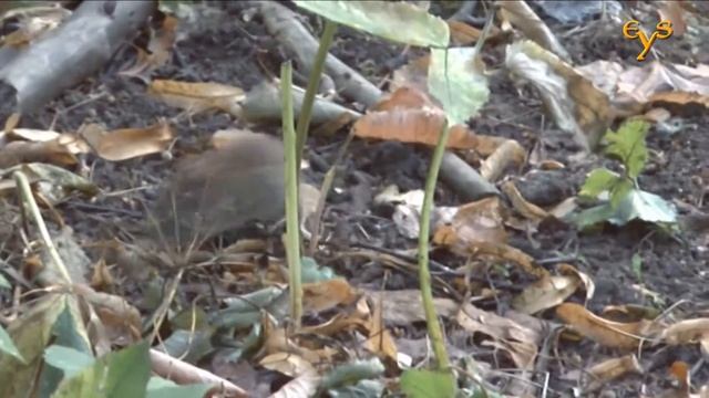 Тайная жизнь леса - лесные полёвки (Myodes glareolus) смотреть онлайн