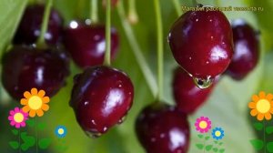 Черешня Подарок Степанову. Краткий обзор, описание характеристик, где купить саженцы