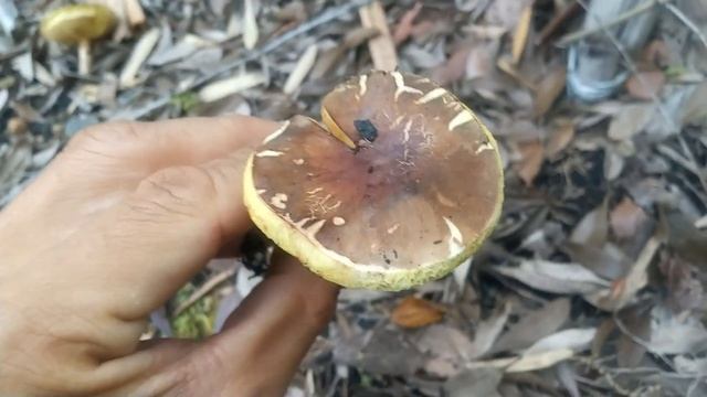 カバイロツルタケその他 Amanita fulva and Others смотреть онлайн