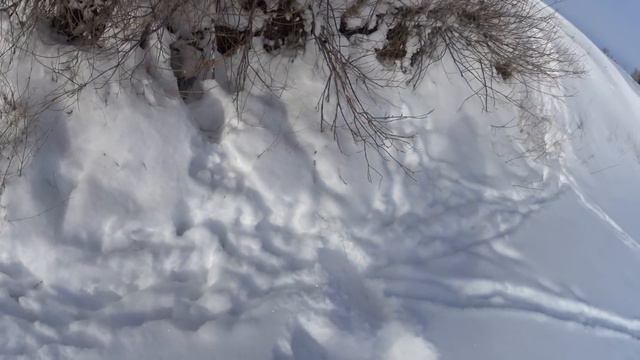 охота на зайца. зайцы бежали и бежали. поднял 15 штук. смотреть онлайн