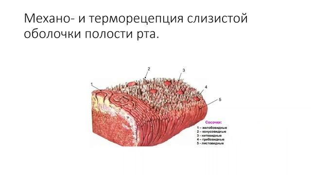 Экзамен по физиологии | СЕНСОРНАЯ СИСТЕМА. Часть 1 смотреть онлайн