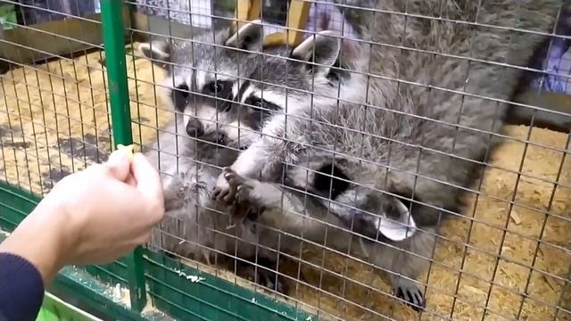 ЭКЗОТИЧЕСКИЕ животные! Аня на Экзоферме видео для детей смотреть онлайн