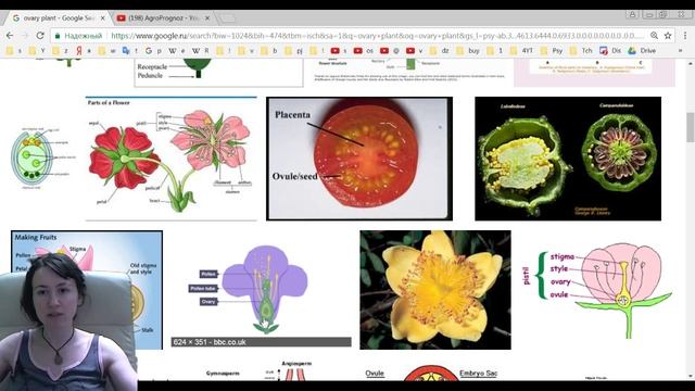 ПОМИДОР — ЭТО ФРУКТ ИЛИ ОВОЩ? смотреть онлайн