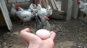 Борковская барвистая. Снесли первое яйцо в 4,5 месяцев #Птицеводство