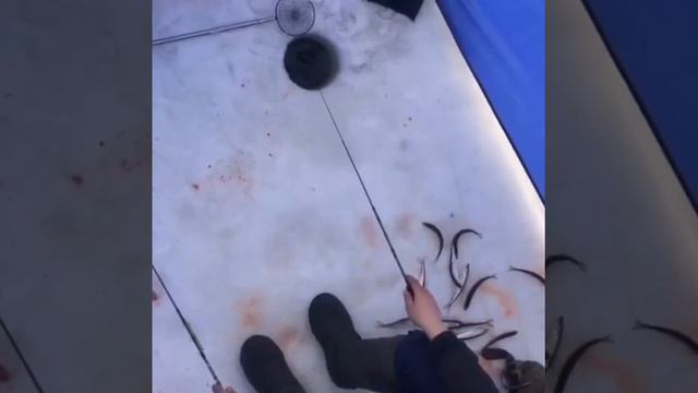 Ловля Корюшки на Махалки и Блесны навязанные по 2 шт в виде гирлянды Джаоре 1.04.2018 г. смотреть онлайн