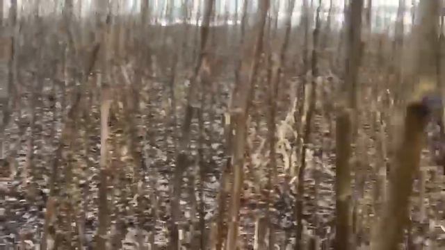 Качественные саженцы грецкого ореха Чандлер продажа с ГАРАНТИЕЙ качества. смотреть онлайн