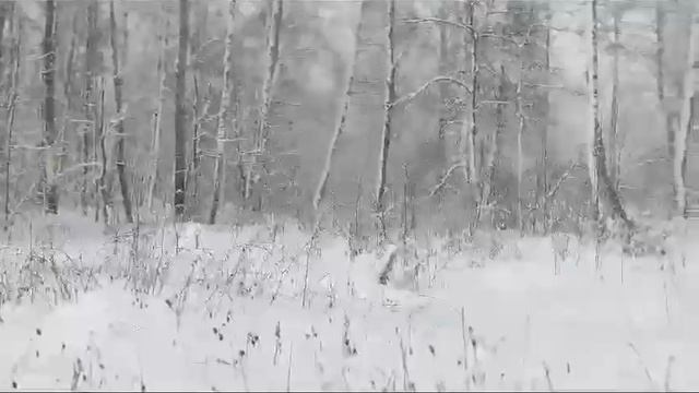 Видео196293 смотреть онлайн