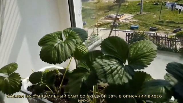 Обзор Чудо ягодница Сказочный сбор отзывы, Домашняя Клубника На Подоконнике цена, купить смотреть онлайн