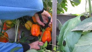 Самый урожайный сладкий перец Оранжевый Лев.Фирма Аэлита!