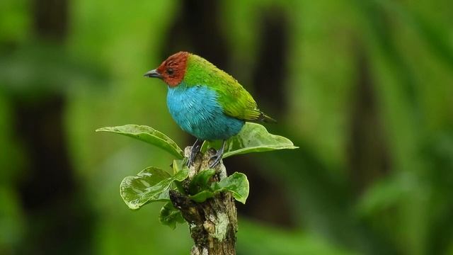 Stress Relief Music ?| Calms down the nerves system ?| Beautiful Relaxing Piano Music | смотреть онлайн