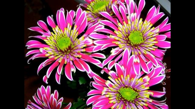 Хризантемы цветы - Chrysanthemum смотреть онлайн