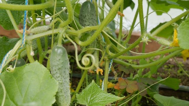 Огурец, который хорош во всем смотреть онлайн
