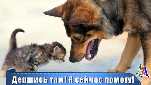 Пёс беспокоился и бегал по краю оврага. Ему хотелось крикнуть: «Держись там, я тебе сейчас помогу»