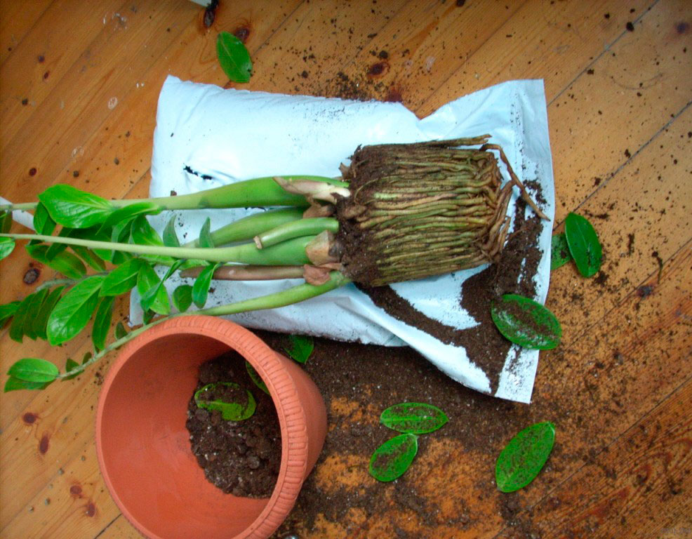 Как рассадить долларовое дерево в домашних условиях и когда лучше разделить замиокулькас? смотреть онлайн