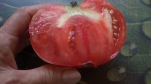 Партнёр и Космонавт Волков, мои любимые томаты.