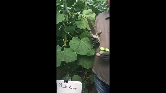 Лучшее от Seminis: Мадрилене - самый высокий выход товарных корнишонов