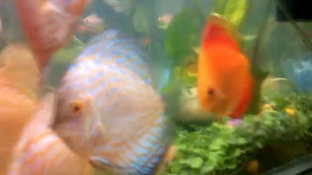 Discus Tank with Tankmates смотреть онлайн