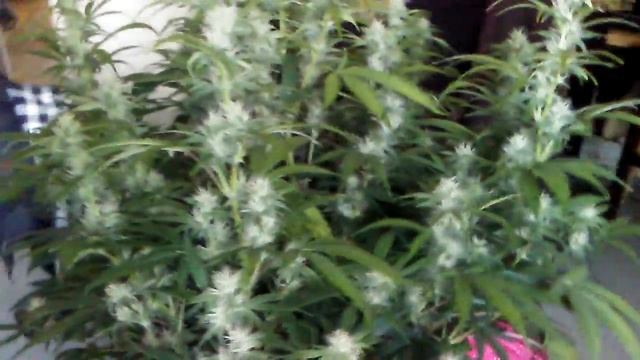 3rd ak47 autoflower week 7 day 49 from germ смотреть онлайн