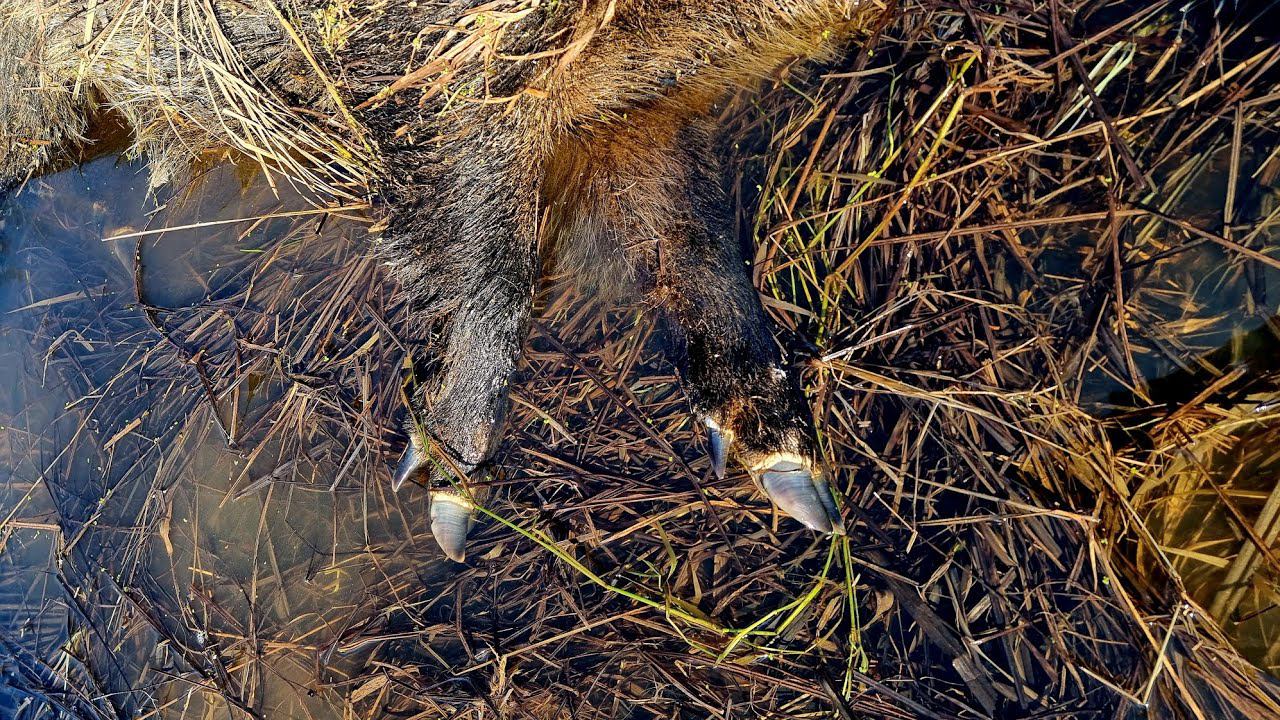 Yoll's добрый Stream из Совиного дола. Идём тыкать палочкой кабана