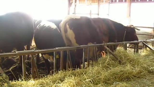 Маточное поголовье коров породы Пинцгау (без слов) смотреть онлайн