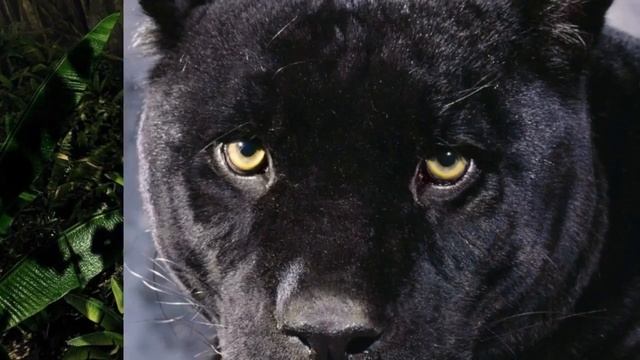 Милые мордашки - Дикие кошки. WildCat смотреть онлайн