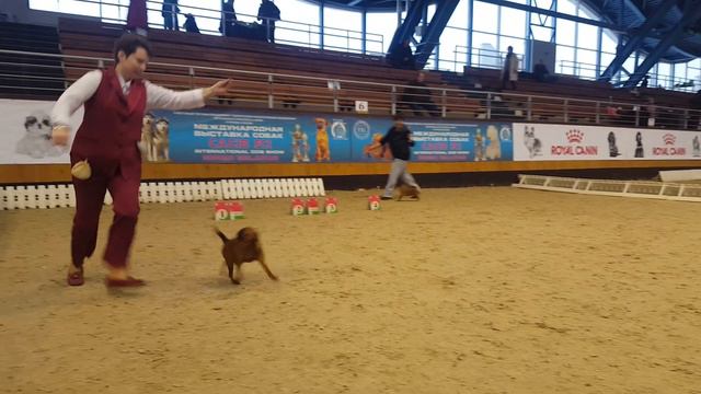 International Dog Show Minsk, 26.02.2017 Petit brabanson champion bitches смотреть онлайн
