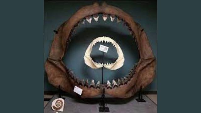 мегалодон.mp4