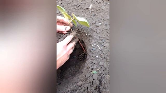 Клещевина, лучший способ посадки! Как правильно высадить рассаду клещевины. смотреть онлайн