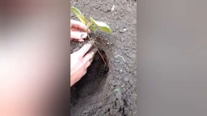 Клещевина, лучший способ посадки! Как правильно высадить рассаду клещевины.