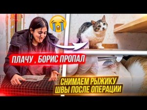 ПРОПАЛ БОРИС Неделю его нет Снимают швы Рыжику после операции.Гуляем с собаками в лесу.