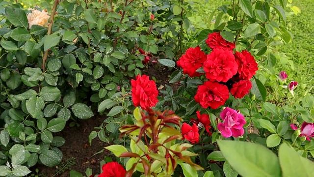 Роза Бельканто - новинка плетистых роз в моем саду! Обзор розы в год посадки.