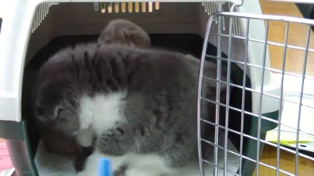 Разведение кошек