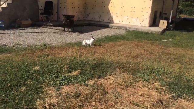 Рекс далмат триколор смотреть онлайн