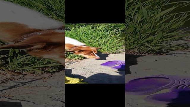 Пес на реке