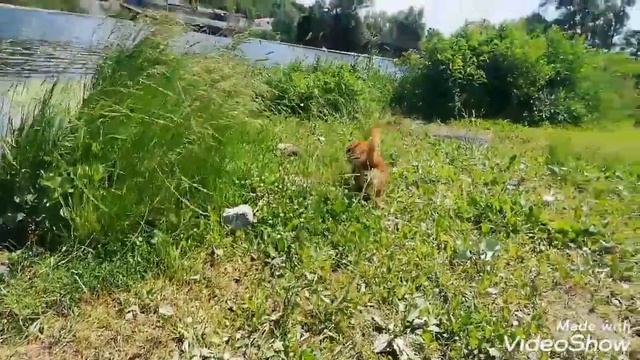 Покатушки. Украинка. Лодка енерджи. Мотор сузуки 15 ас. Собаки паркуристы. Днепр. смотреть онлайн