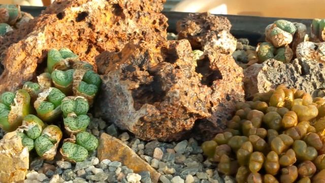 Conophytum dish garden смотреть онлайн