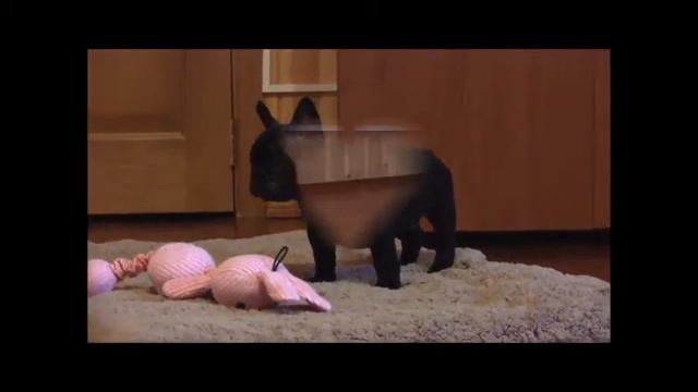 черный бася смотреть онлайн