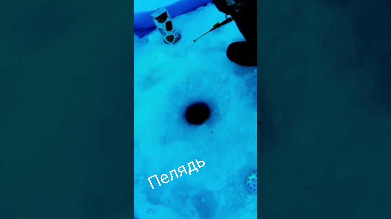 Пелядь Хмао-югра Белоярский озеро Светлое #пелядь #зимняярыбалка #хмаоюгра #белоярский смотреть онлайн