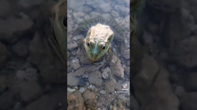 жаба#животные# смотреть онлайн