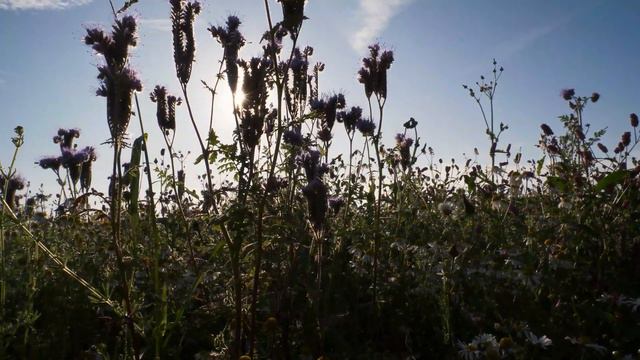 WILD! Vlog XV - Halcyon Days. Panasonic GH5/FZ82. смотреть онлайн
