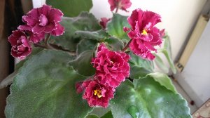 МОИ КОМНАТНЫЕ ЦВЕТЫ