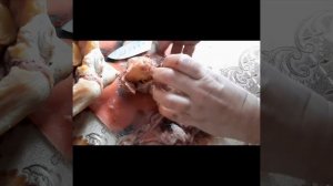 У курицы застряло яйцо внутри.  Причины и последствия.