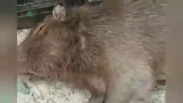 капибара трек - Ok I Pull Up (capybara)